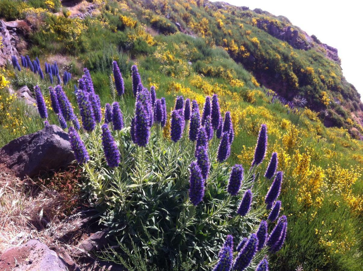 Blooming Botanic Houses Estreito Da Calheta 외부 사진