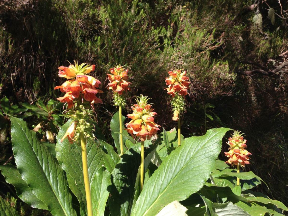 Blooming Botanic Houses Estreito Da Calheta 외부 사진