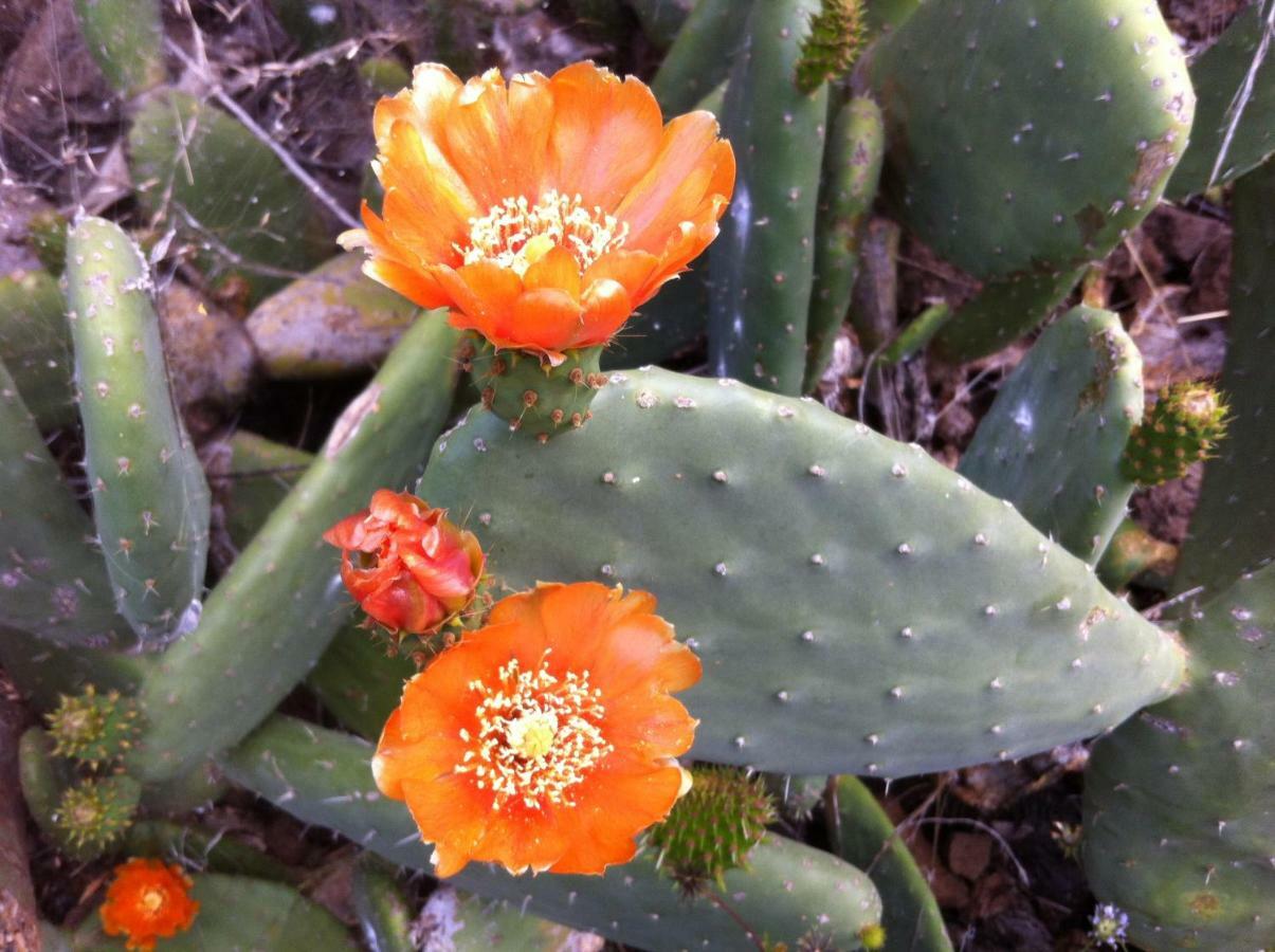 Blooming Botanic Houses Estreito Da Calheta 외부 사진