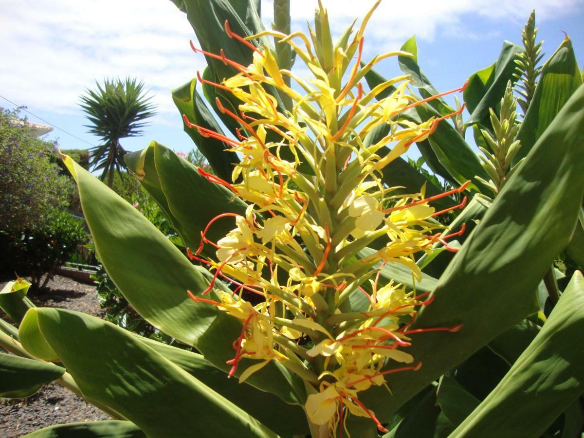 Blooming Botanic Houses Estreito Da Calheta 외부 사진