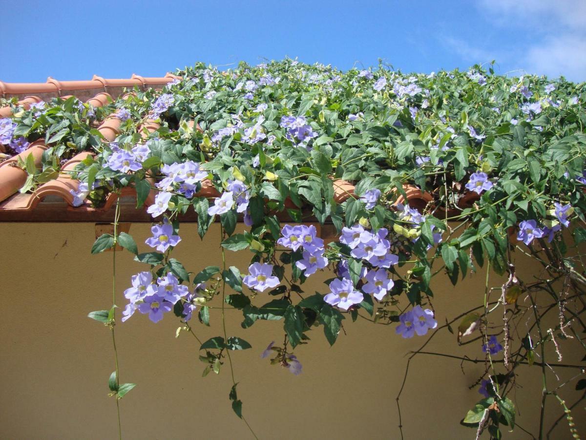 Blooming Botanic Houses Estreito Da Calheta 외부 사진